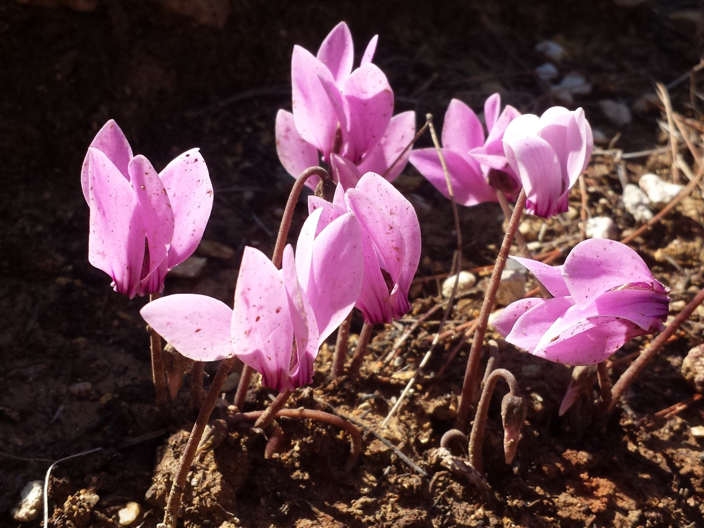 Diomedes's Botanical Garden