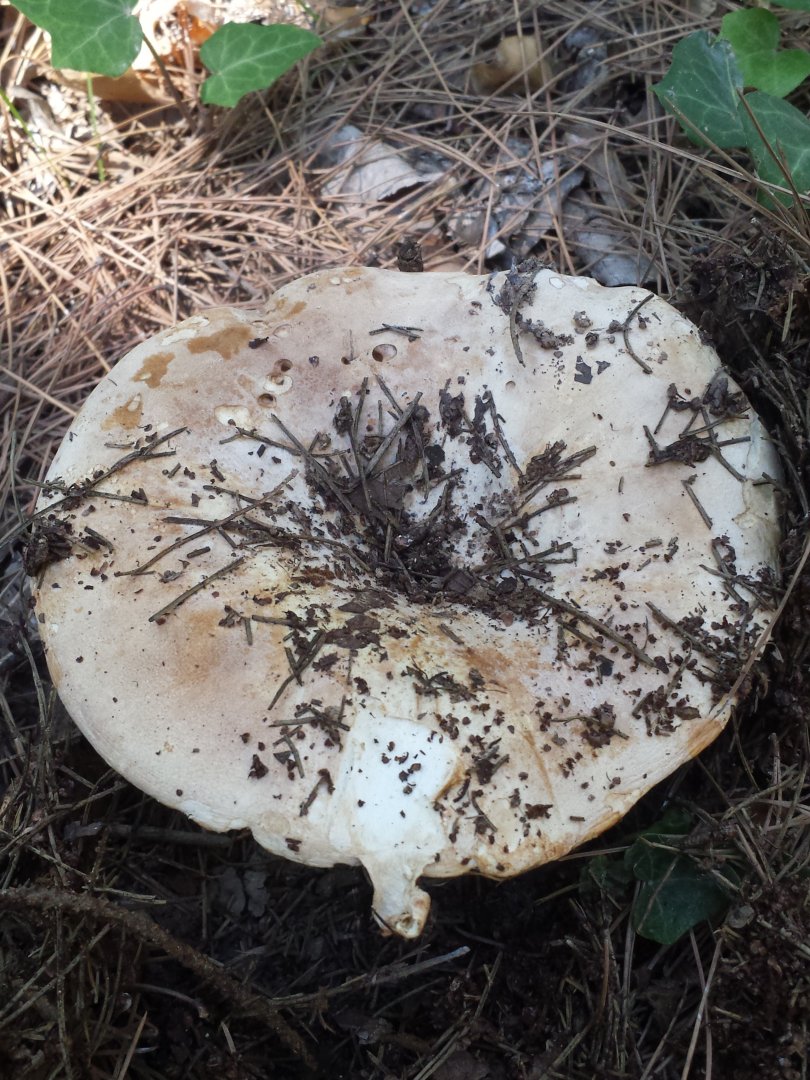 Diomedes's Botanical Garden