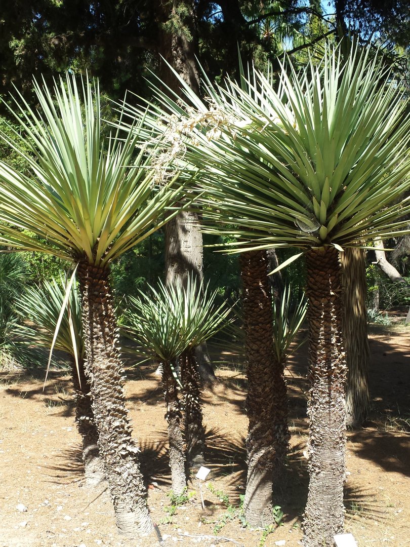 Diomedes's Botanical Garden