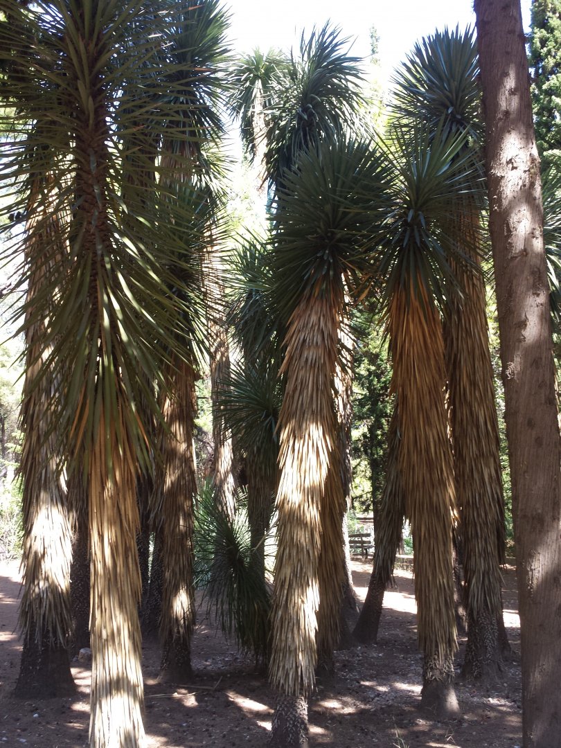 Diomedes's Botanical Garden