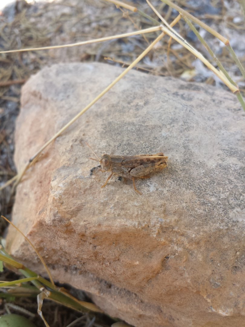 Diomedes's Botanical Garden