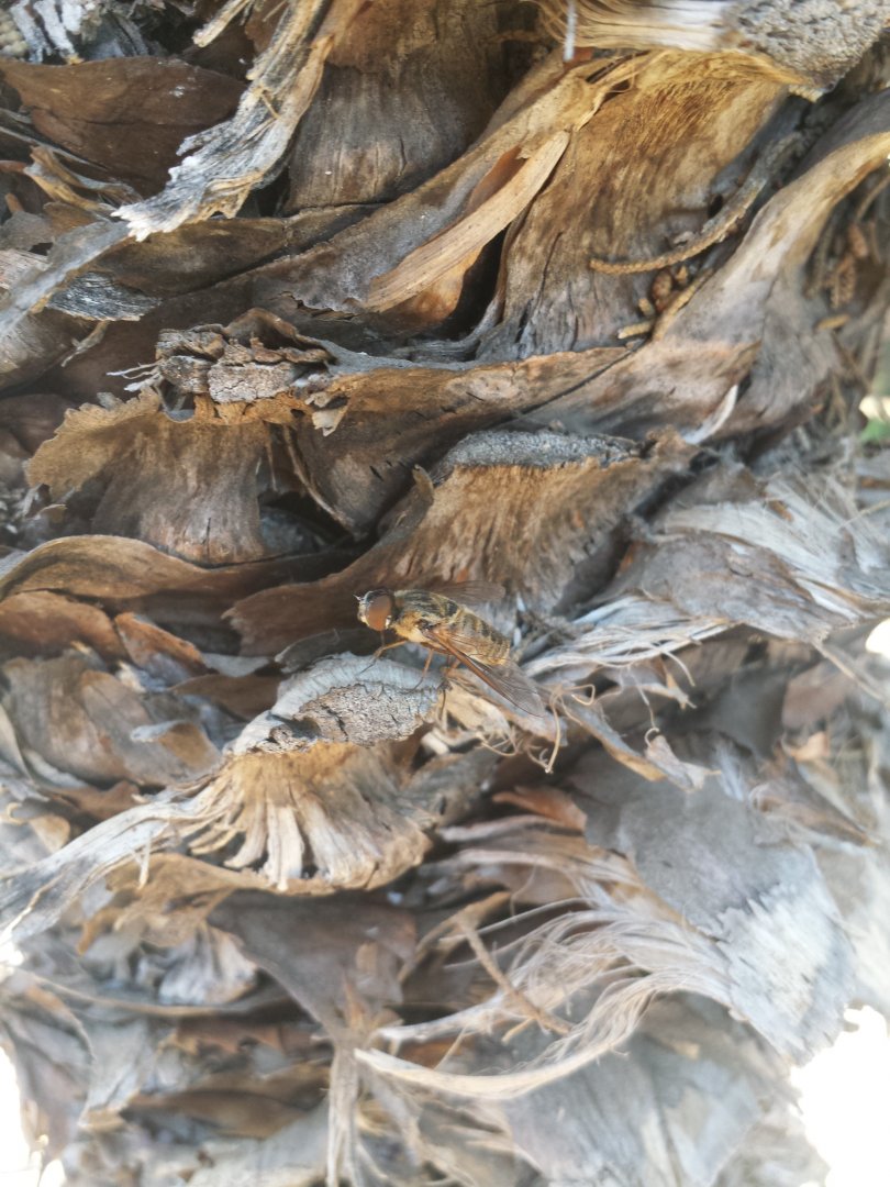 Diomedes's Botanical Garden