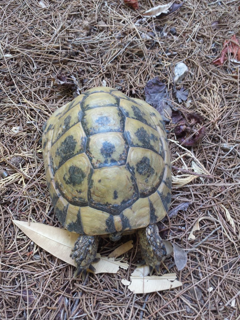 Diomedes's Botanical Garden