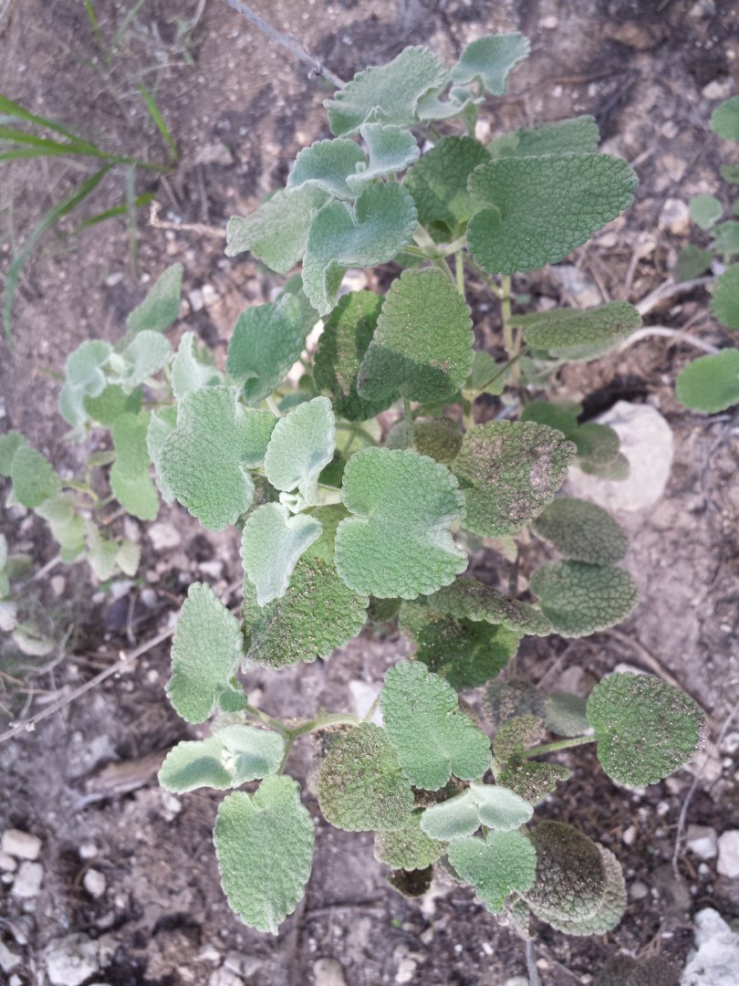 Diomedes's Botanical Garden