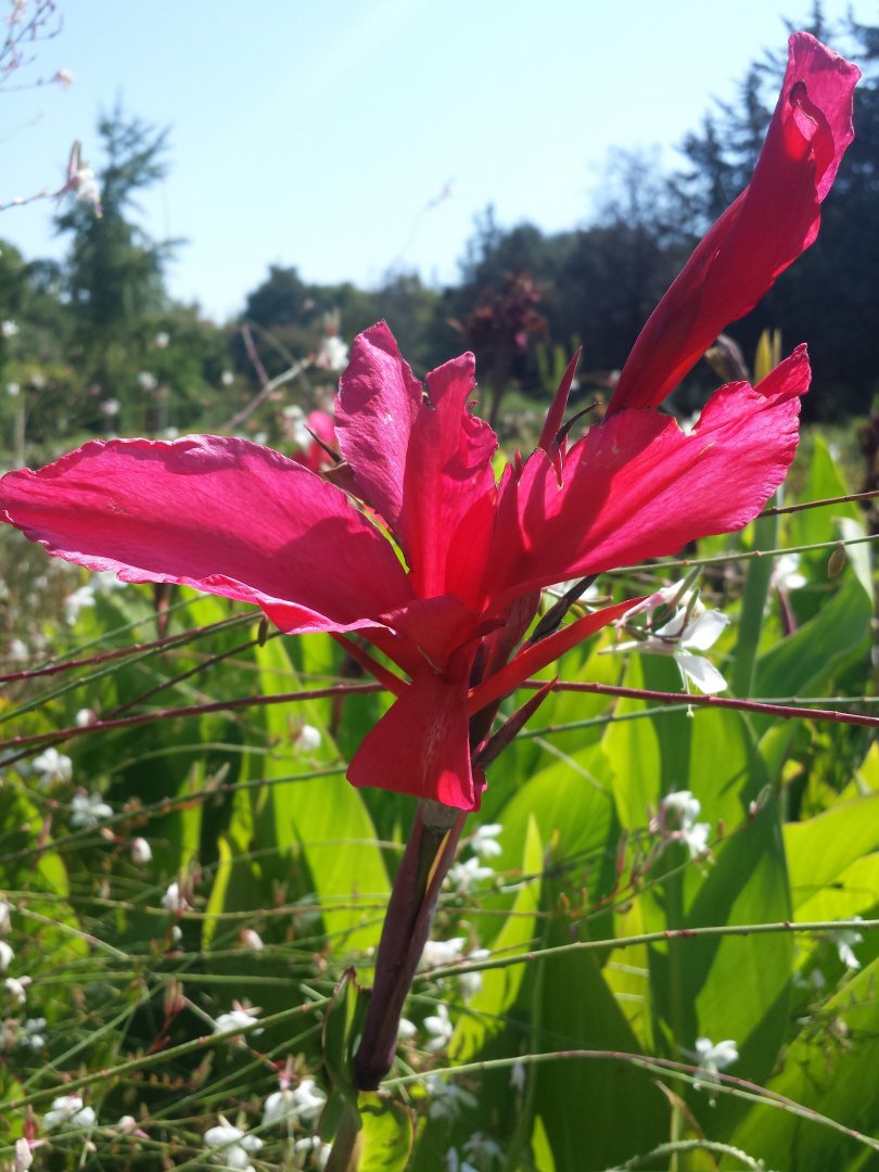 Diomedes's Botanical Garden