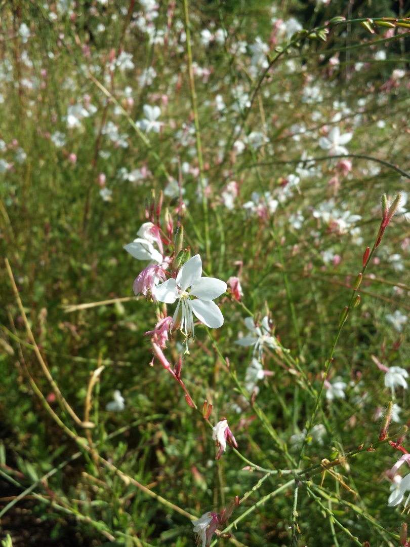 Diomedes's Botanical Garden