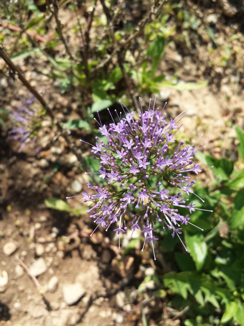 Diomedes's Botanical Garden