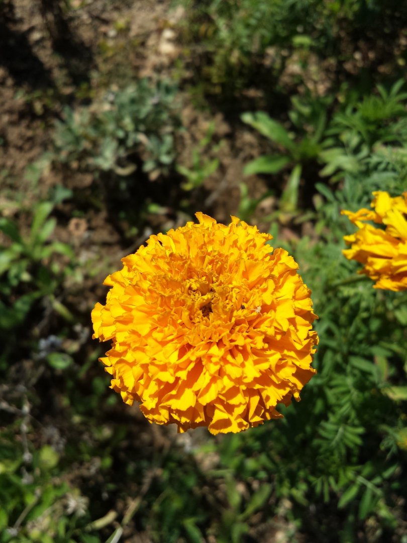 Diomedes's Botanical Garden