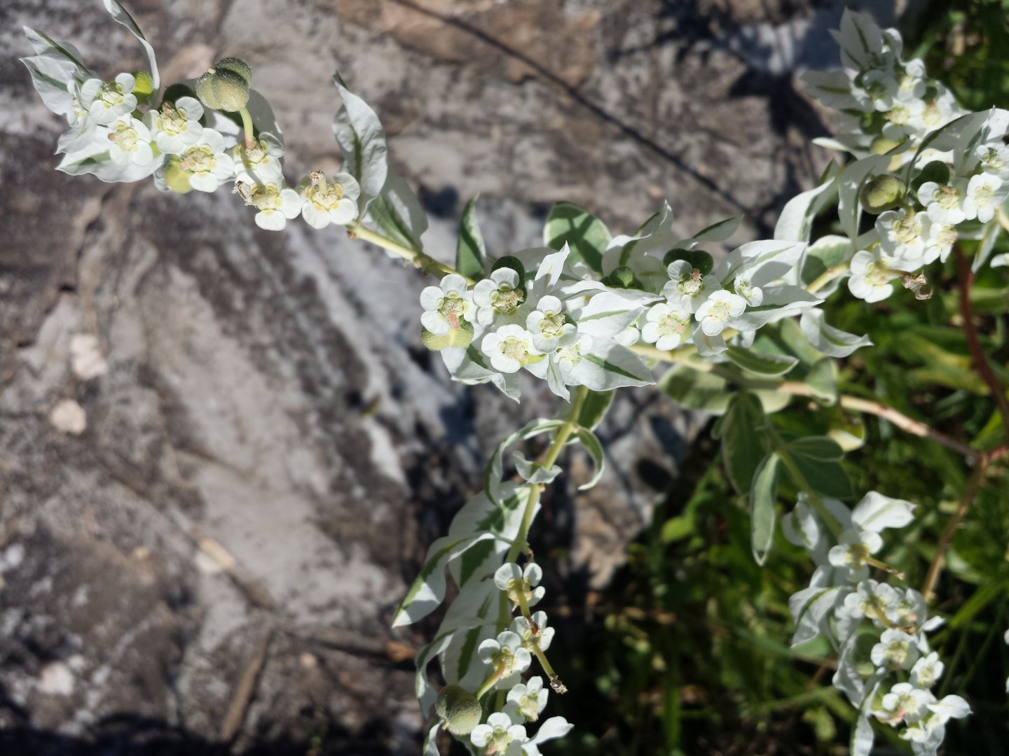 Diomedes's Botanical Garden