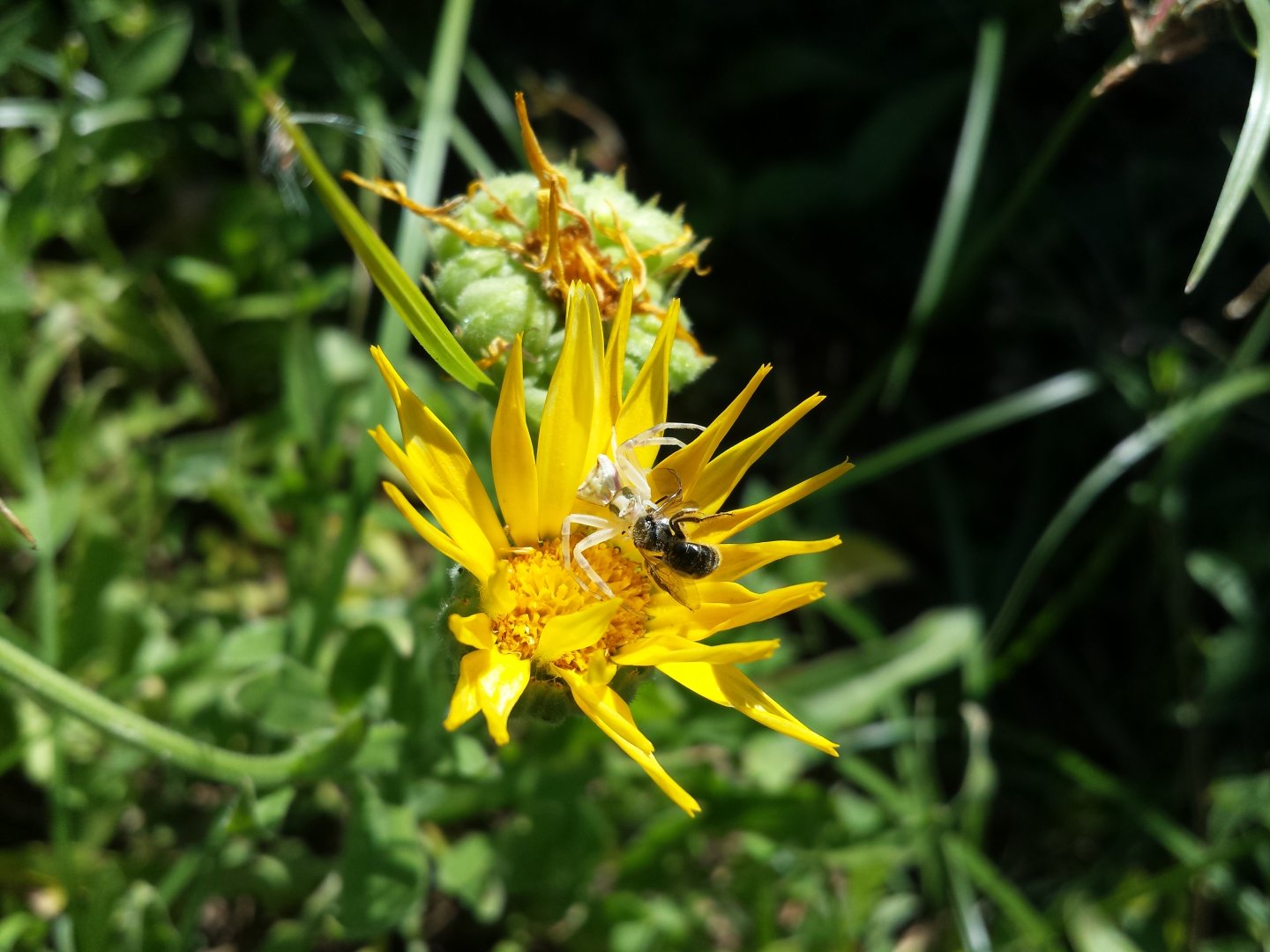 Diomedes's Botanical Garden
