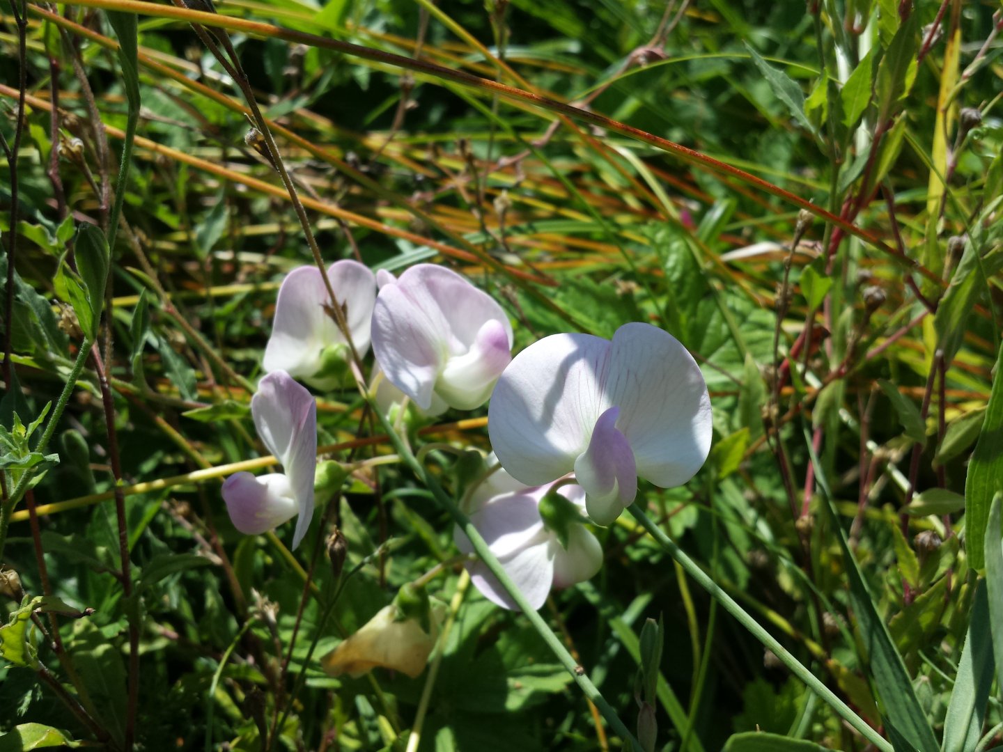 Diomedes's Botanical Garden