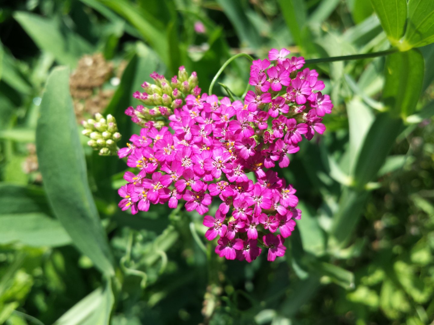 Diomedes's Botanical Garden