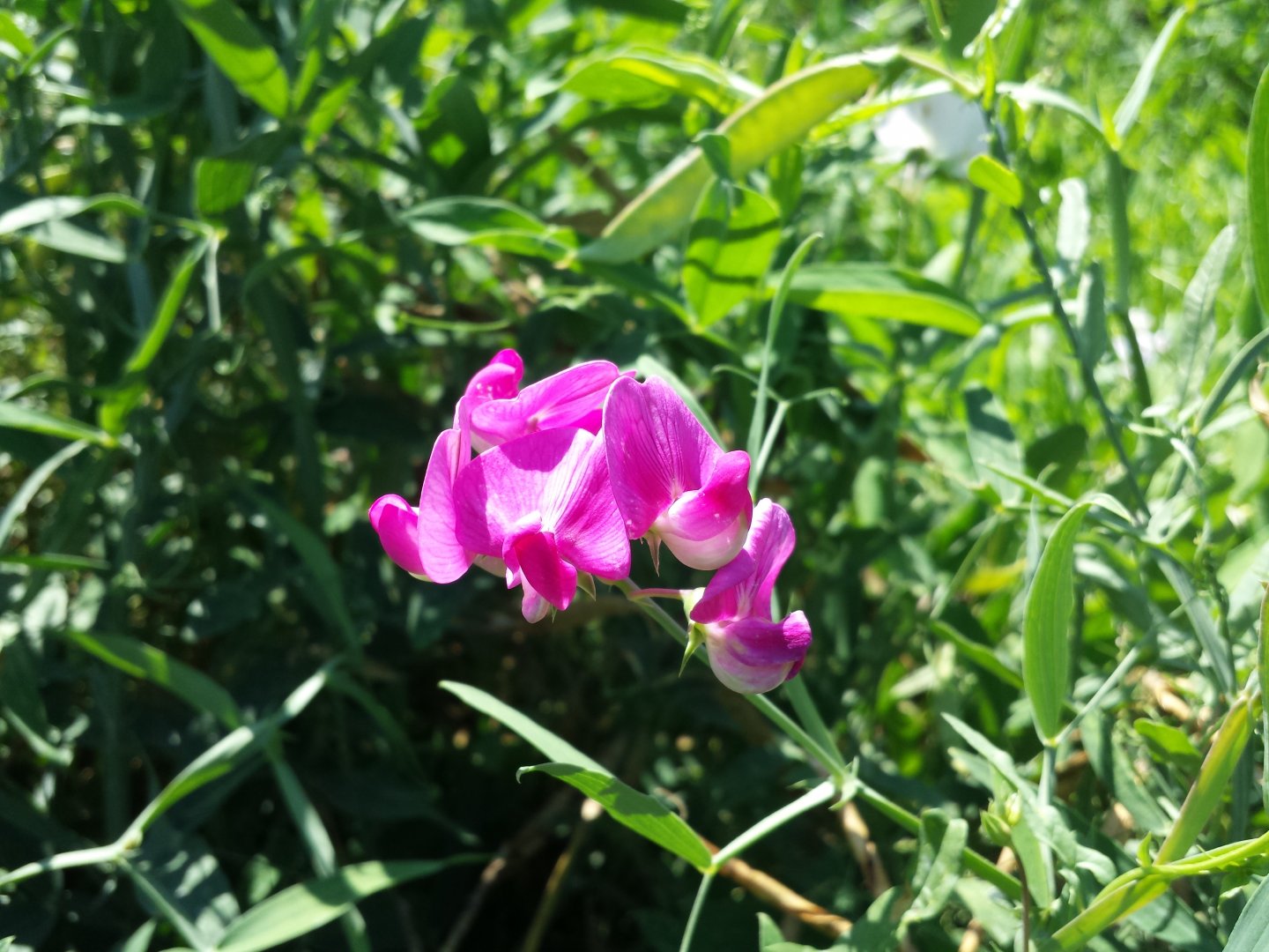 Diomedes's Botanical Garden
