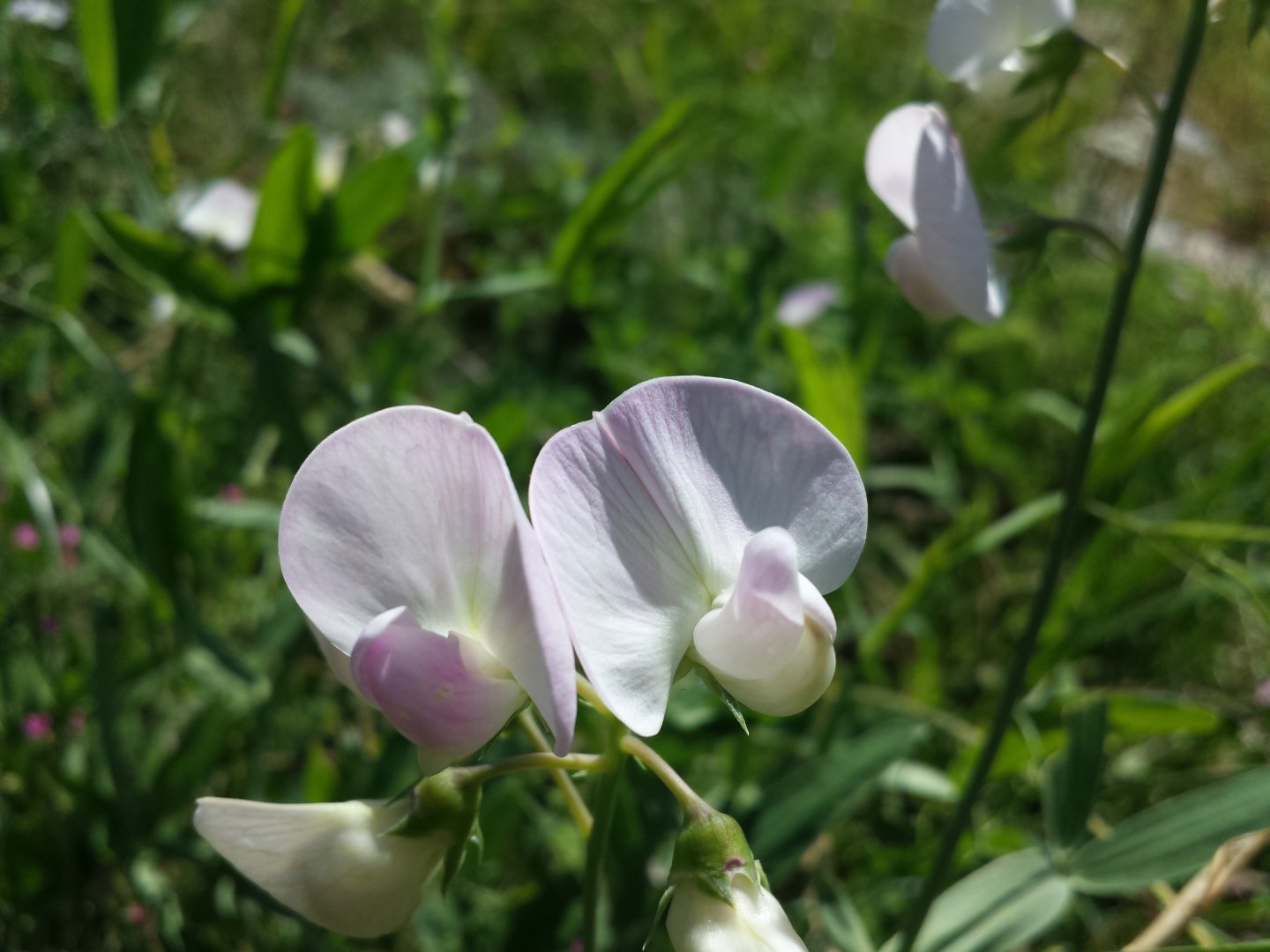 Diomedes's Botanical Garden