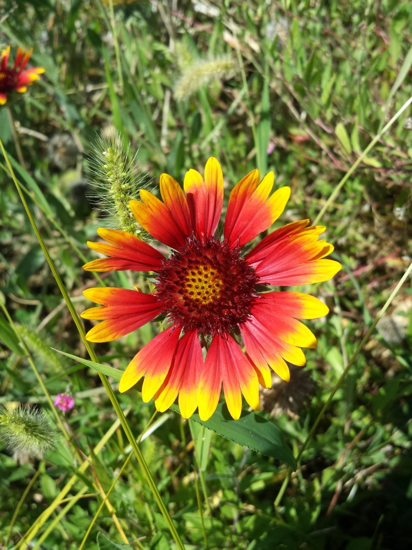 Diomedes's Botanical Garden