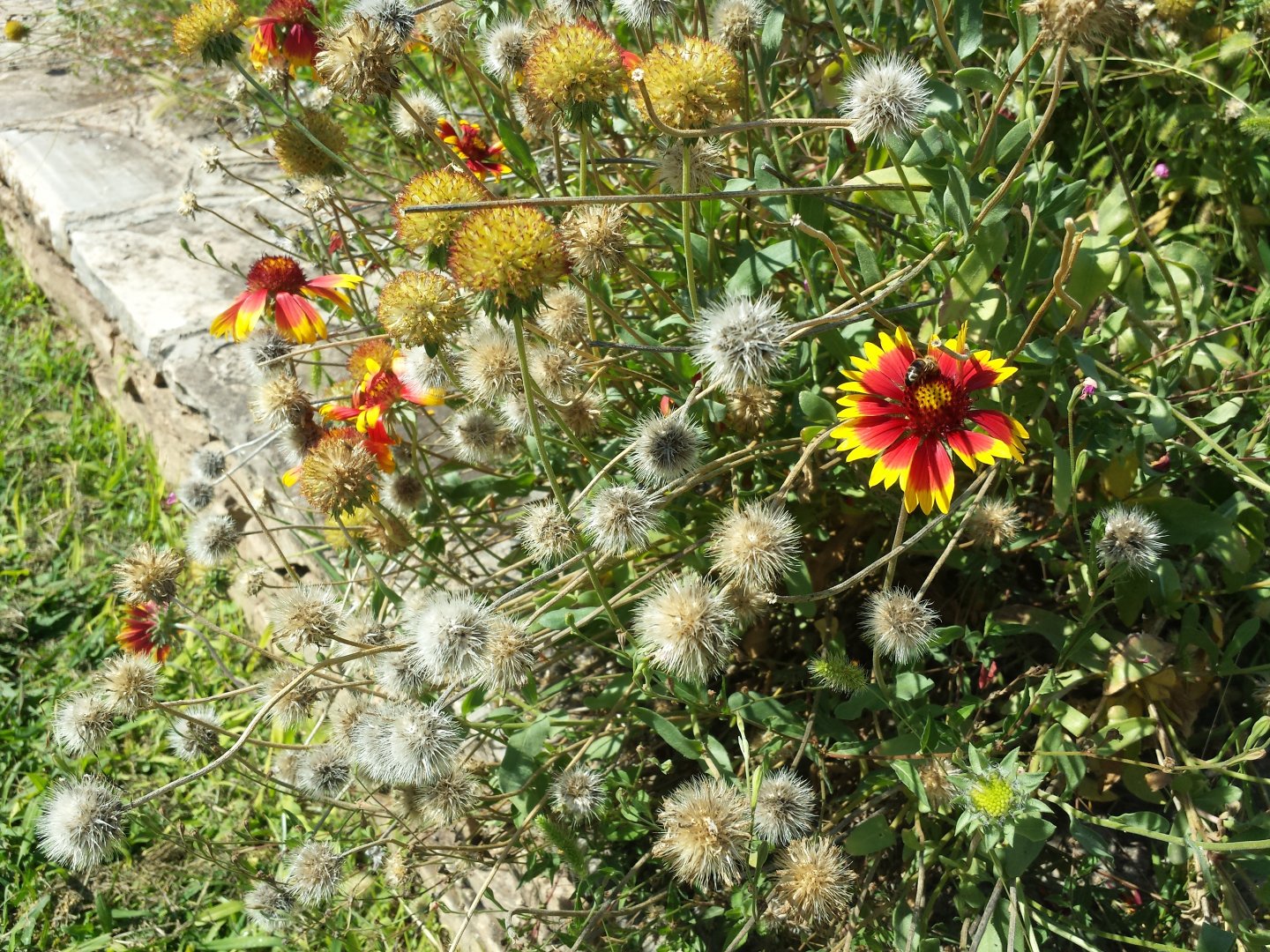 Diomedes's Botanical Garden
