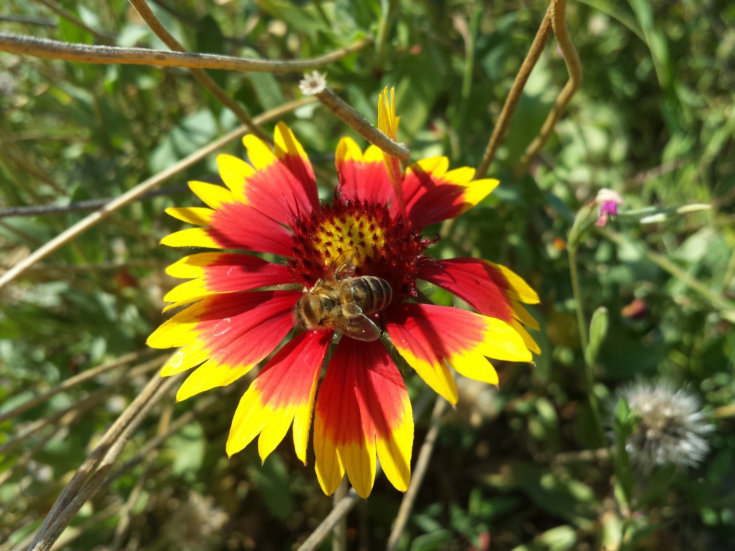 Diomedes's Botanical Garden