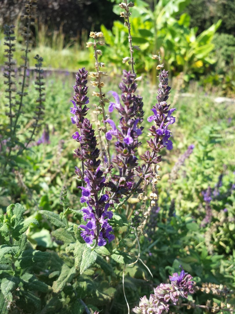 Diomedes's Botanical Garden
