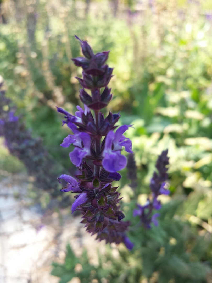 Diomedes's Botanical Garden