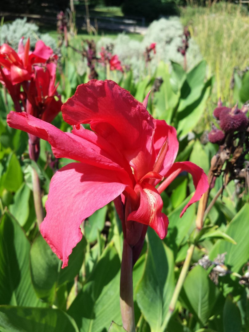 Diomedes's Botanical Garden