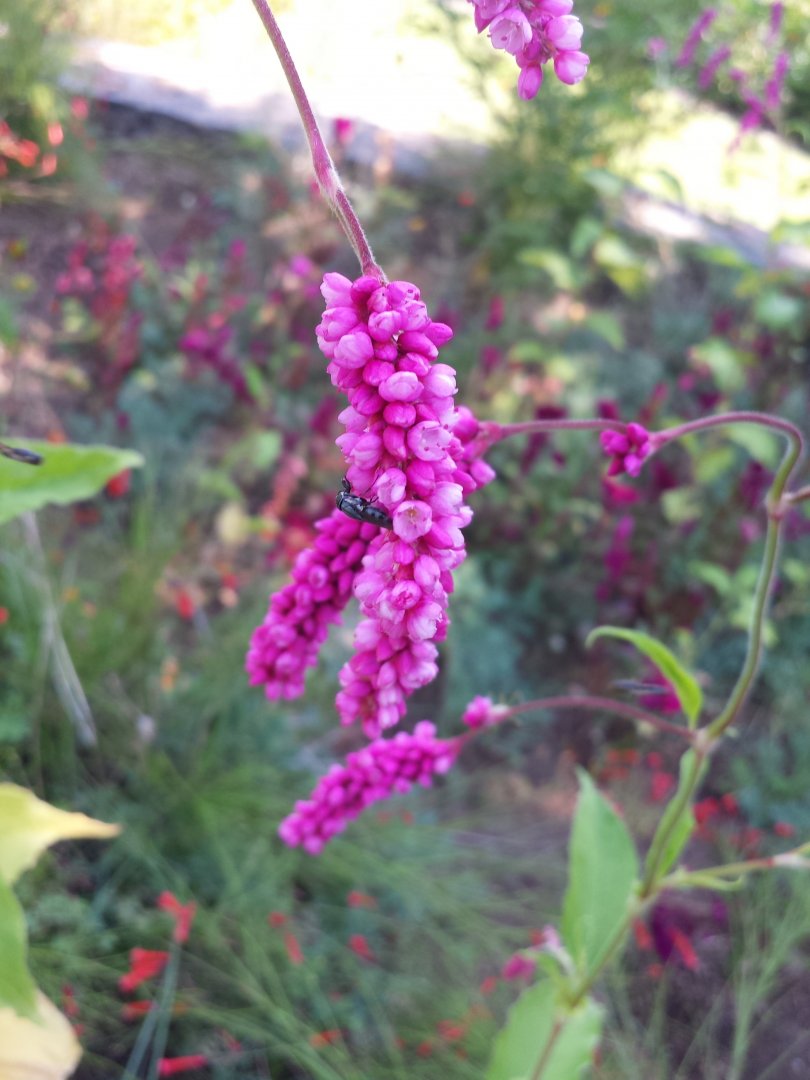 Diomedes's Botanical Garden