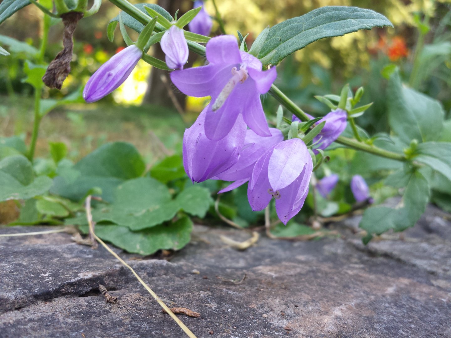 Diomedes's Botanical Garden