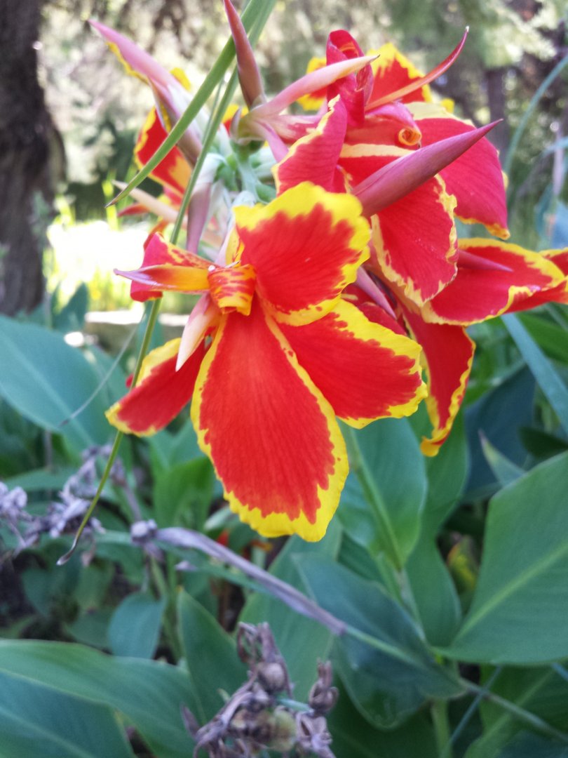 Diomedes's Botanical Garden