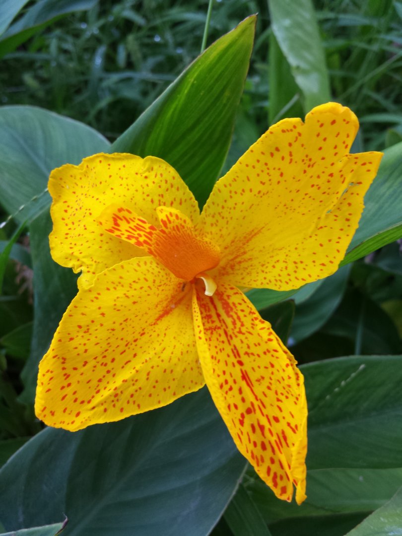 Diomedes's Botanical Garden