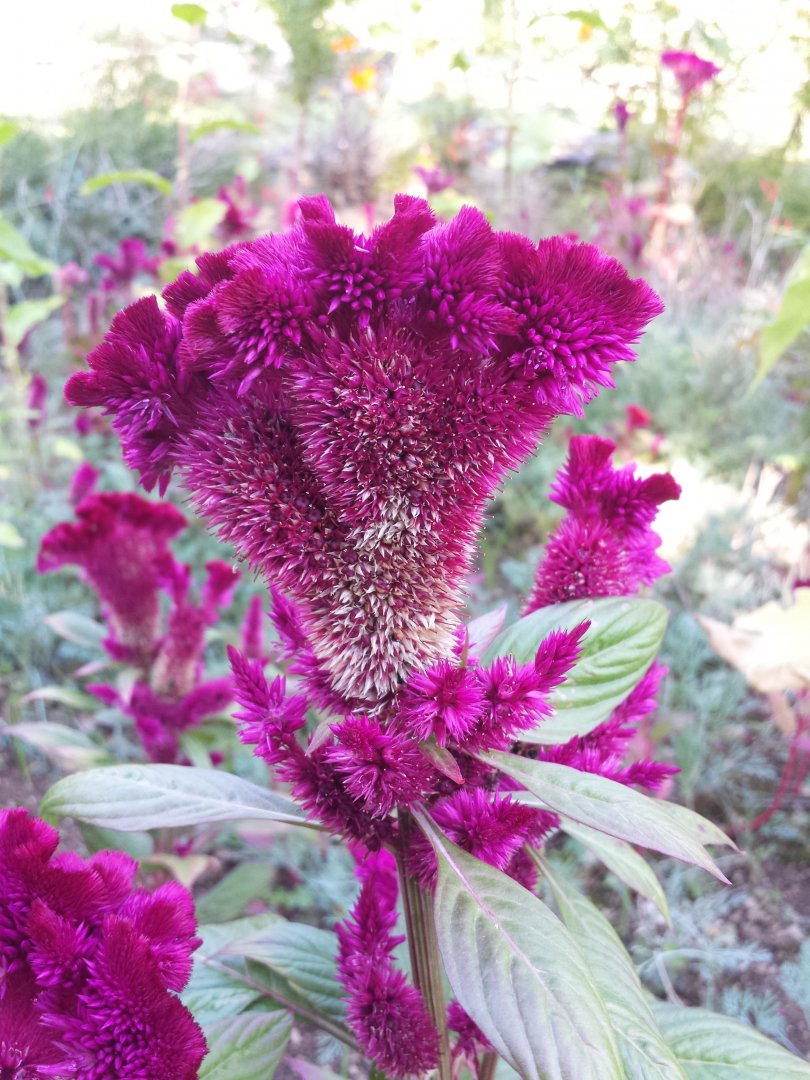 Diomedes's Botanical Garden