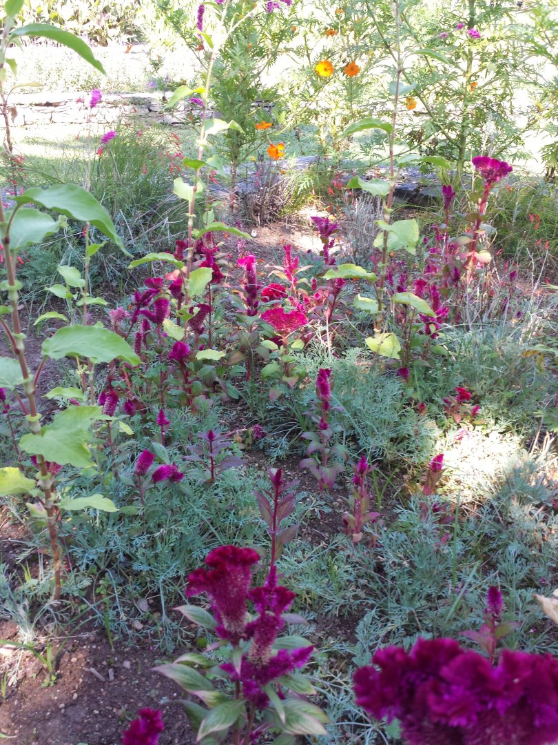 Diomedes's Botanical Garden