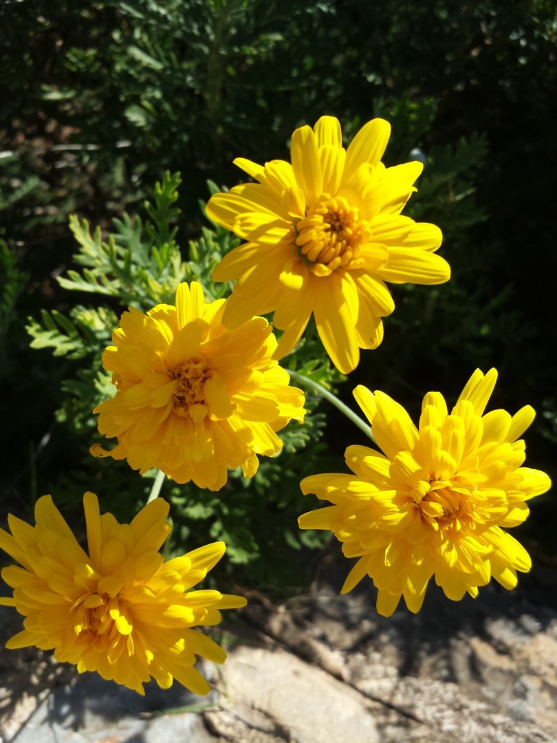 Diomedes's Botanical Garden