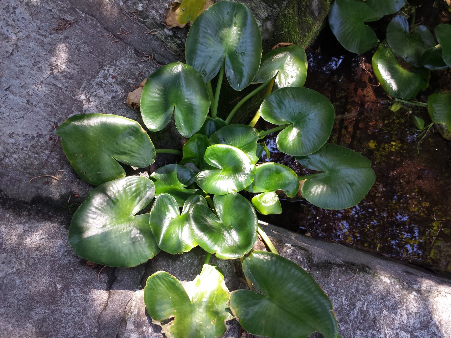 Diomedes's Botanical Garden