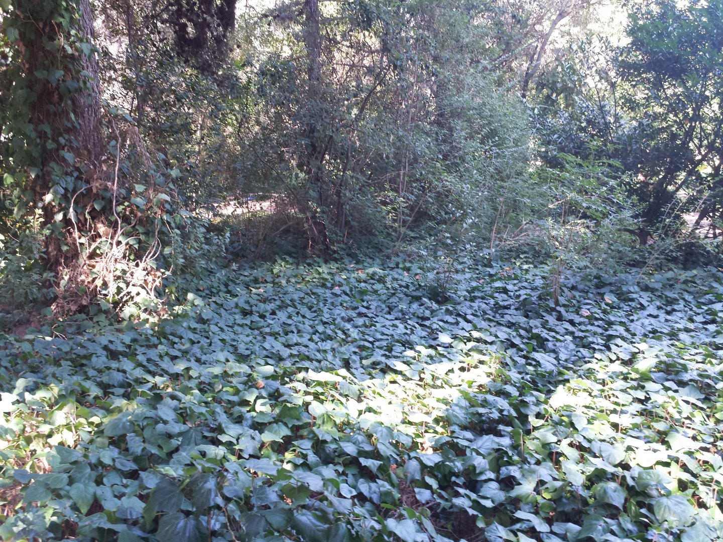 Diomedes's Botanical Garden