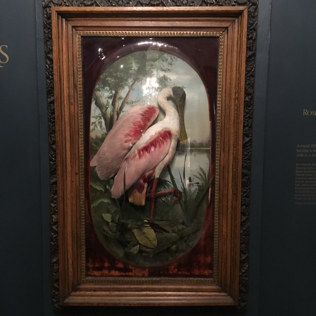 Diorama Hall Roseate Spoonbill Bubble Glass Diorama