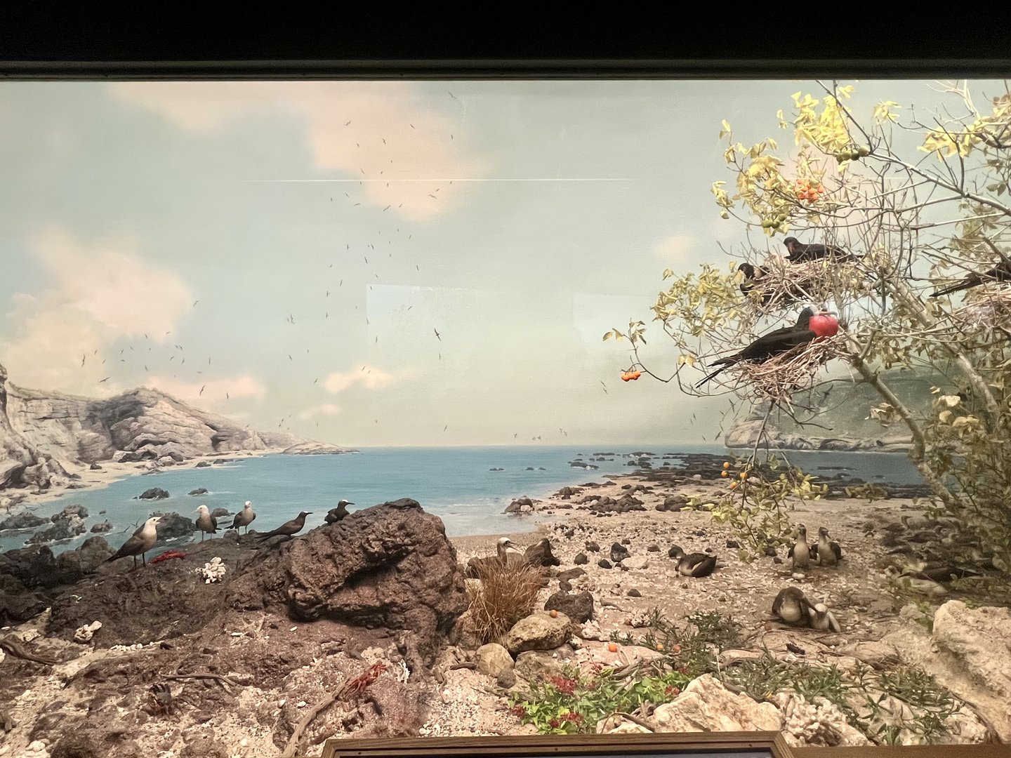 Diorama of Isla Isabella