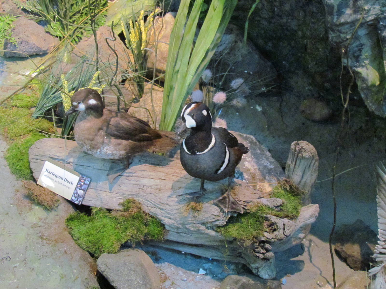 Diorama Room - Harlequin Ducks