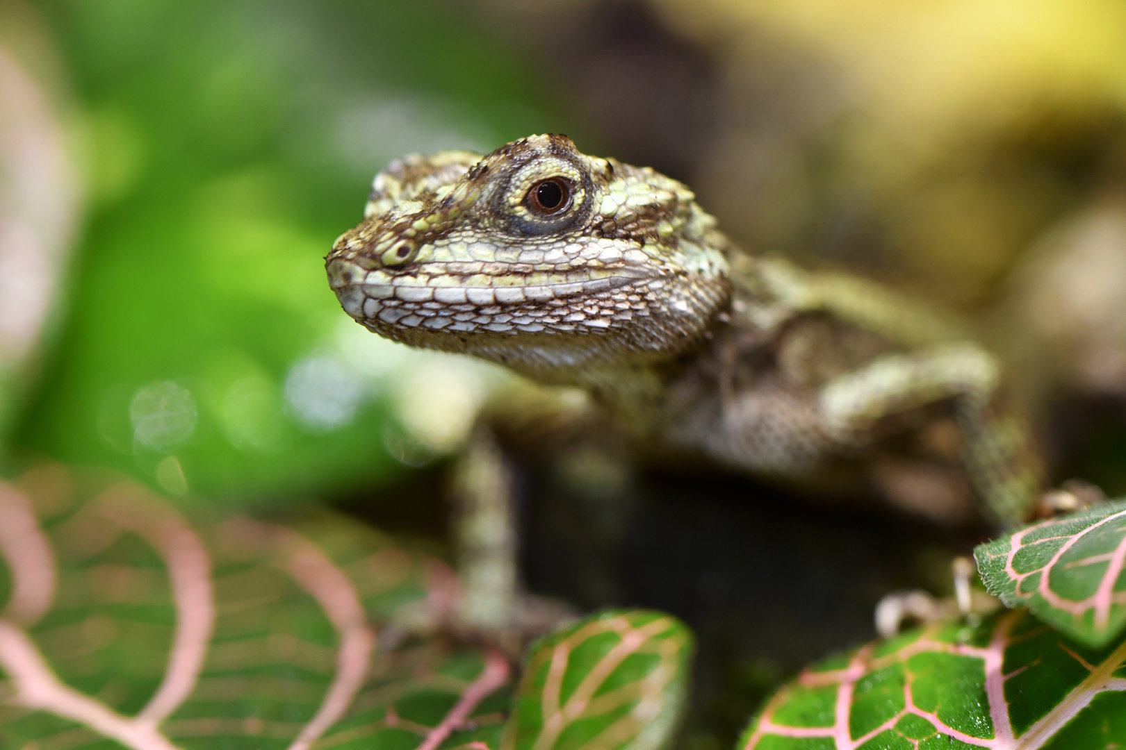 Diploderma splendidum