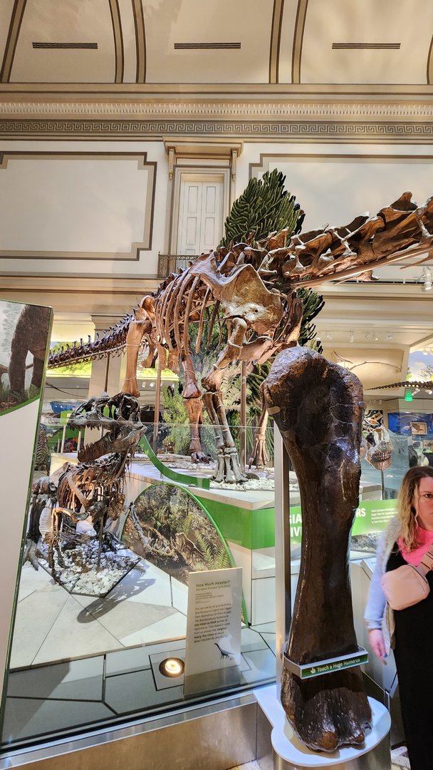 Diplodocus and Allosaurus Fragilis