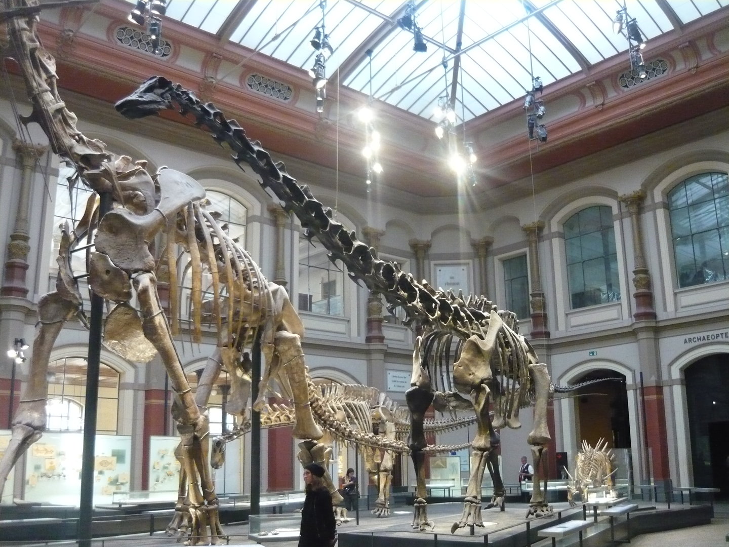 Diplodocus carnegii skeleton (cast)