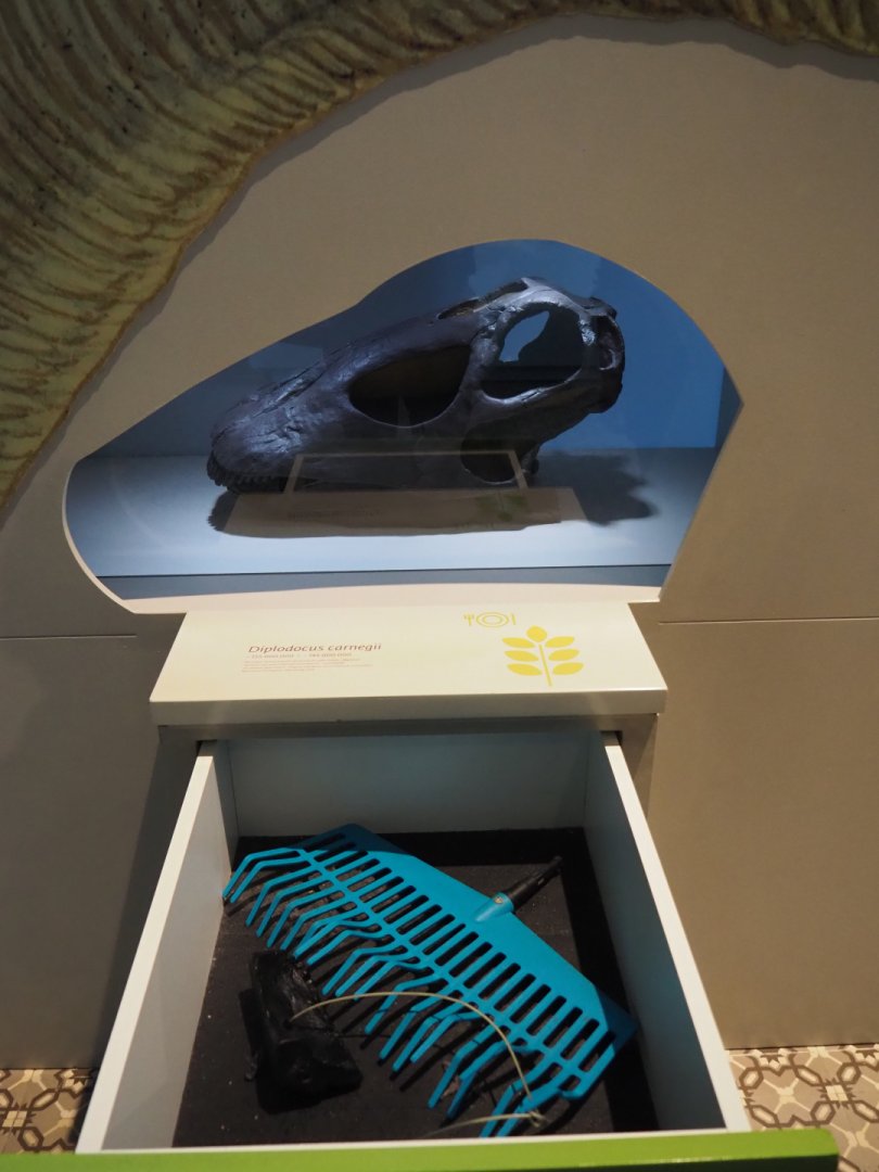 Diplodocus carnegii skull cast compared to garden equipment, 2019-12-03