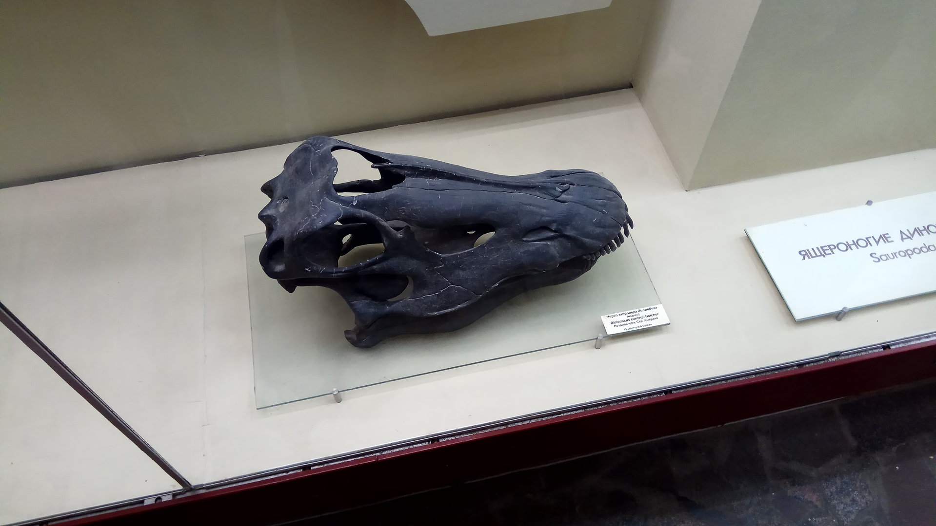 Diplodocus carnegii skull (model)