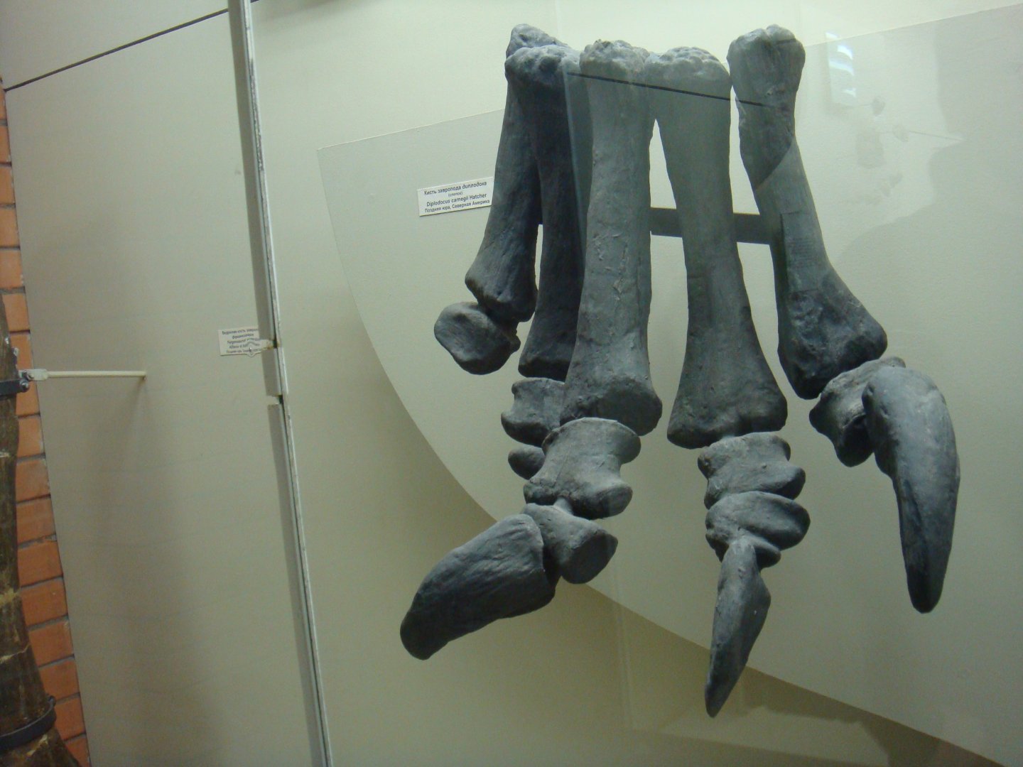 Diplodocus pes (cast)