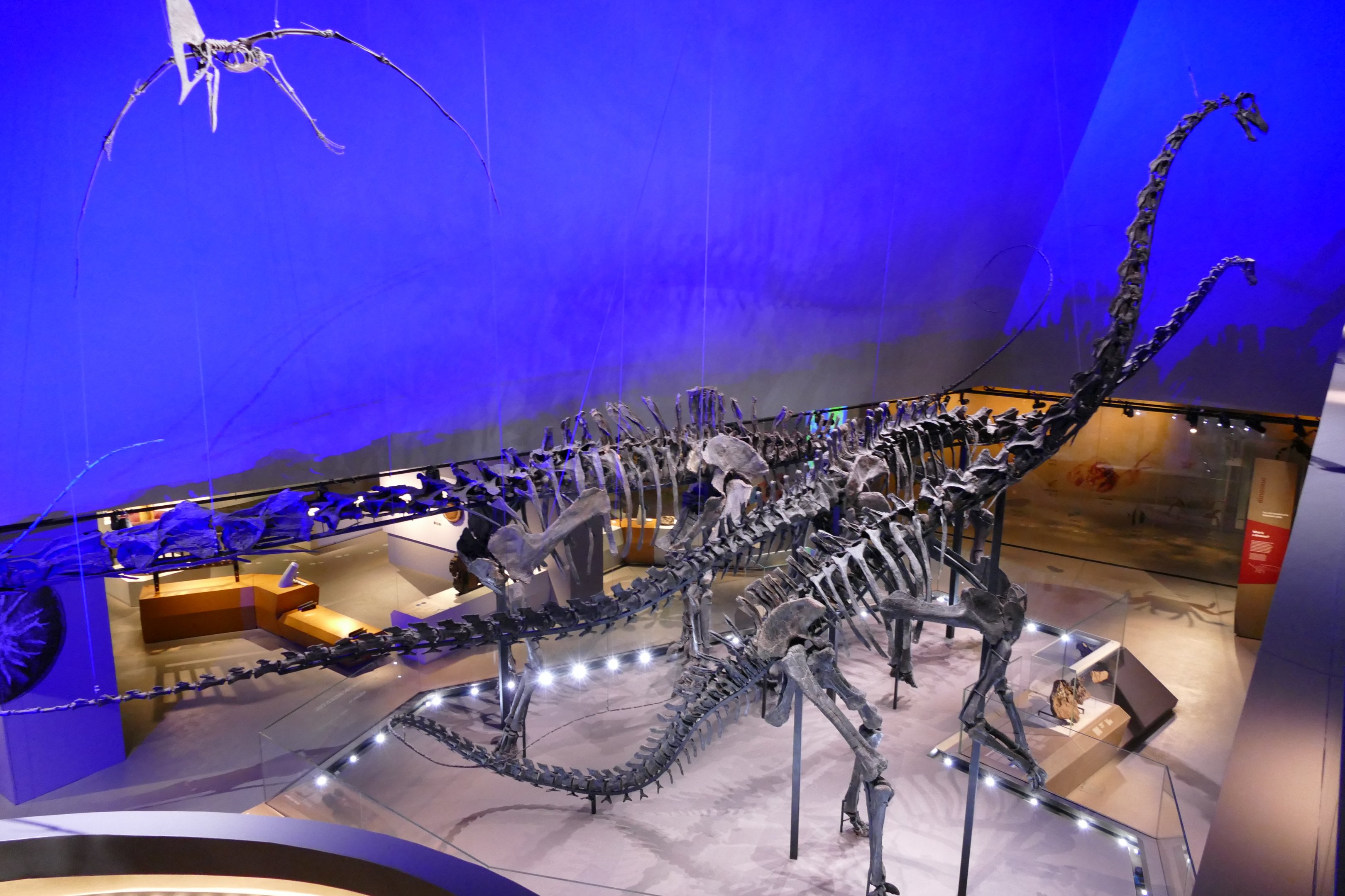 Diplodocus skeletons