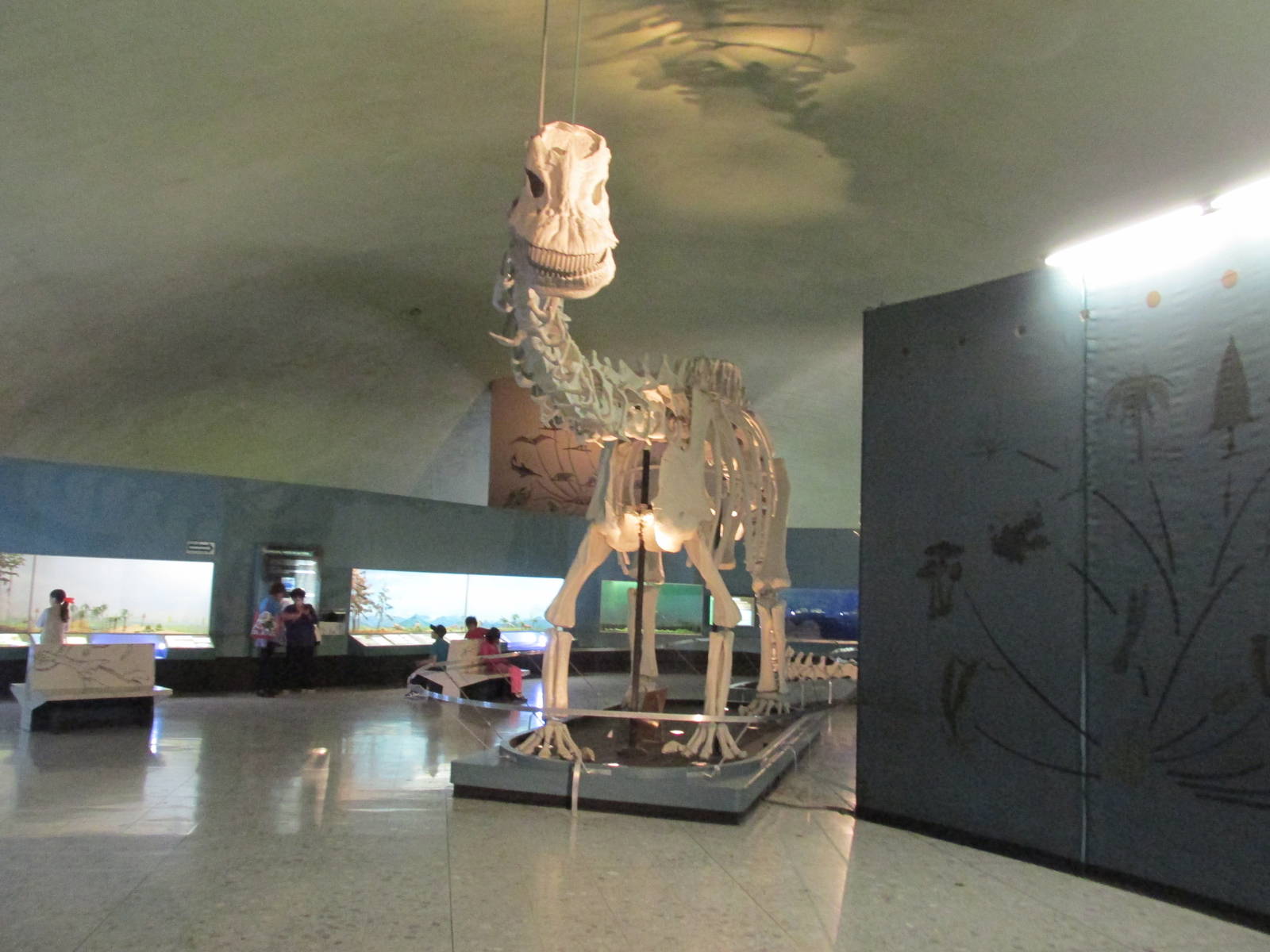 diploducus replica museo de historia natural