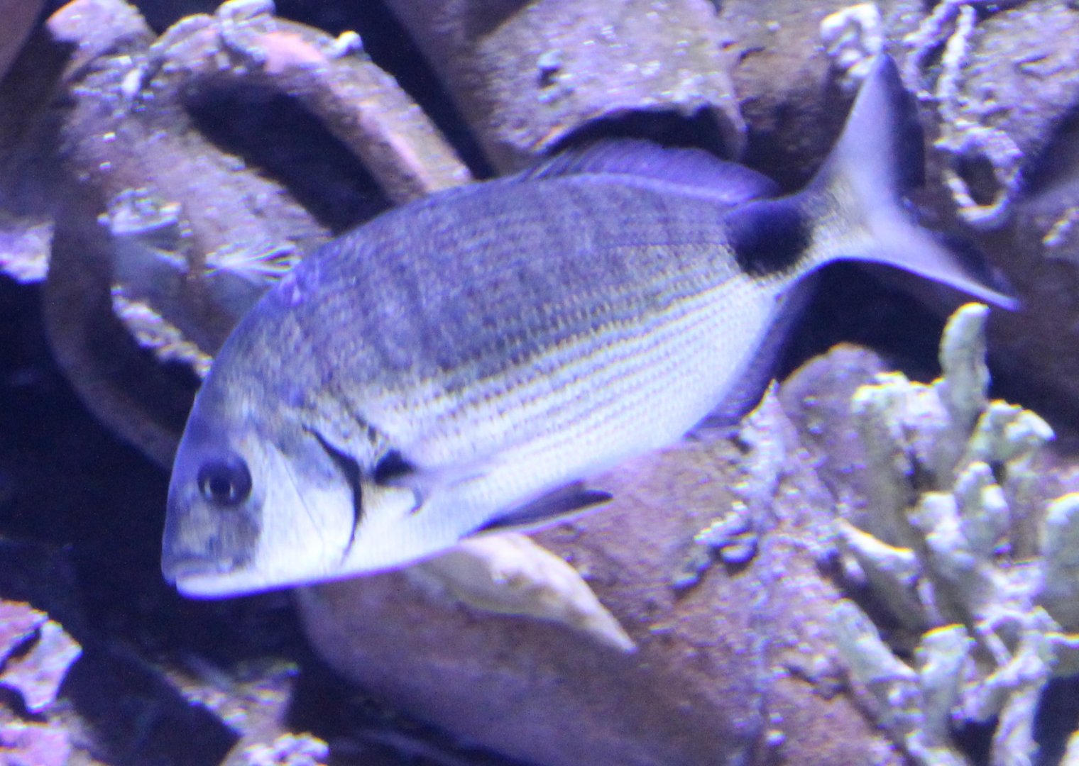 Diplodus annularis