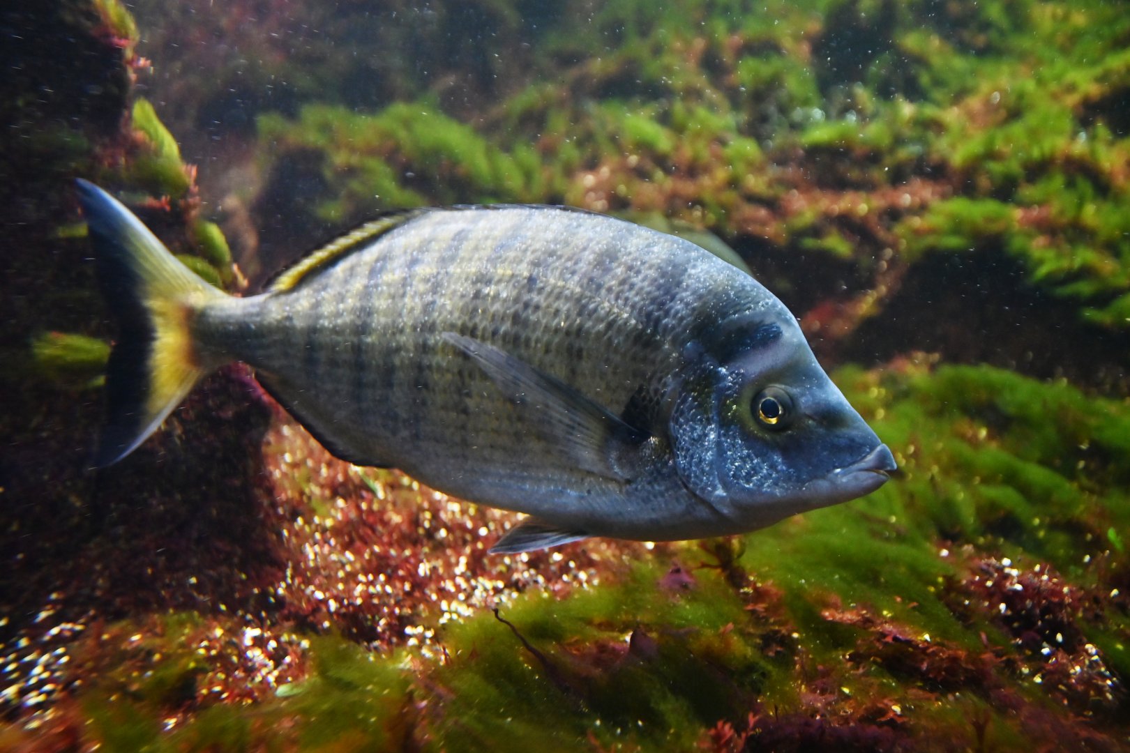 Diplodus annularis