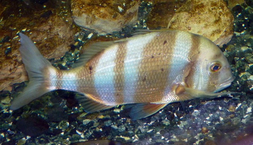 Diplodus Cervinus 2 (22-7-17 Faunia)