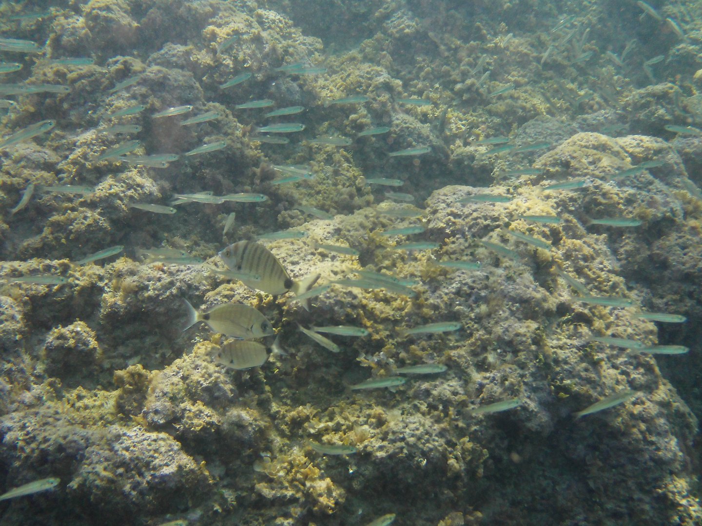 Diplodus puntazzo and Atherina sp
