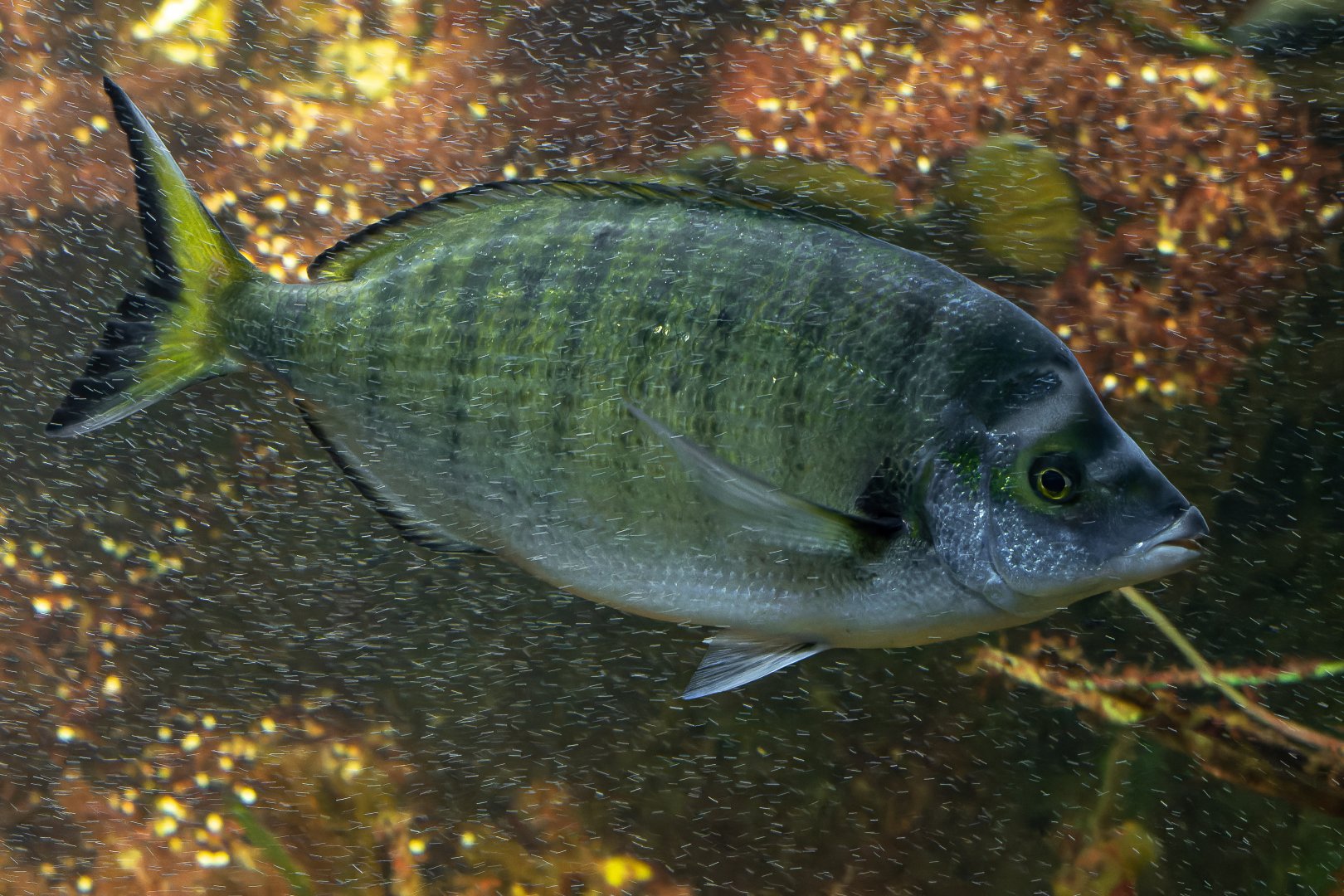 Diplodus puntazzo? - Haus des Meeres