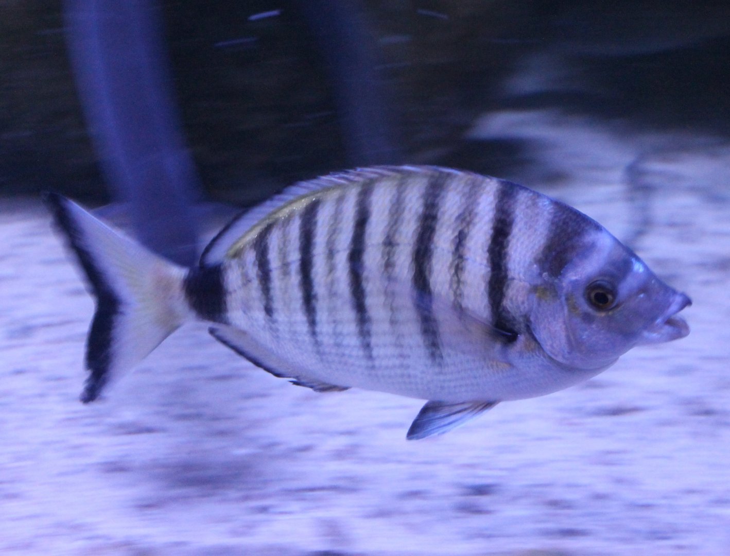 Diplodus puntazzo